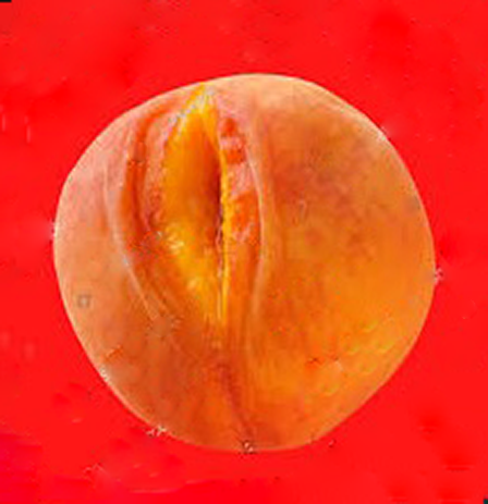 ss